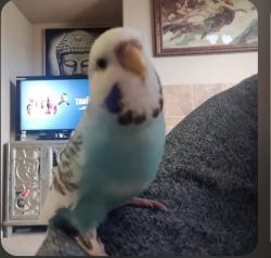 Lost Female Bird last seen Truxel and prosper Sacramento, CA 95834, Sacramento, CA 95834