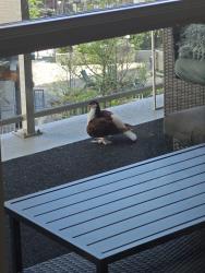 Found/Stray Unknown Bird last seen Lynn Valley , North Vancouver, BC V7J 0E9