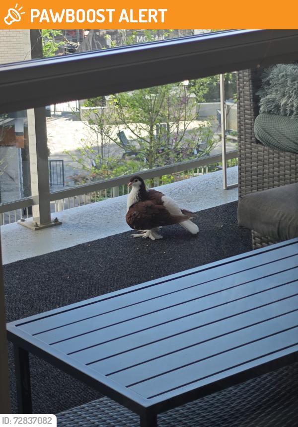 Found/Stray Unknown Bird last seen Lynn Valley , North Vancouver, BC V7J 0E9