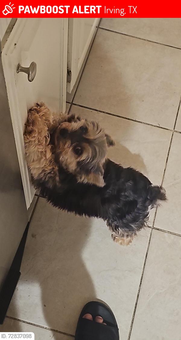 Lost Female Dog last seen Macarthur, Irving, TX 75063
