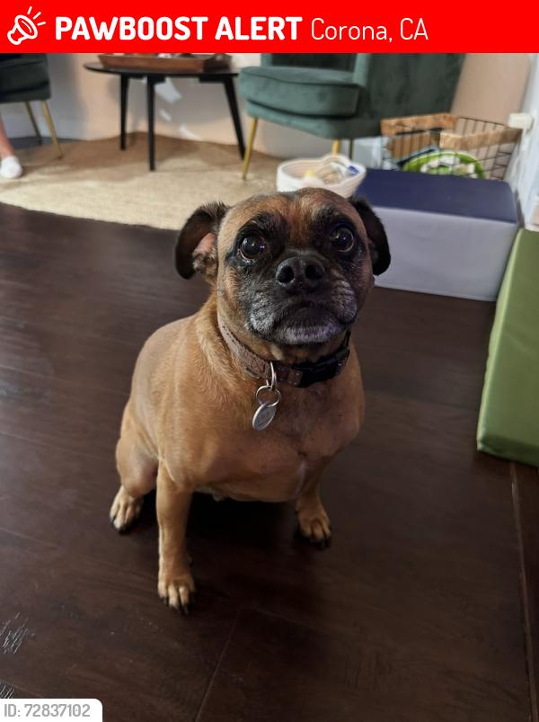 Lost Male Dog last seen California Meadows Park, Corona, CA 92883