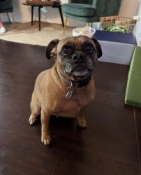 Lost Male Dog last seen California Meadows Park, Corona, CA 92883