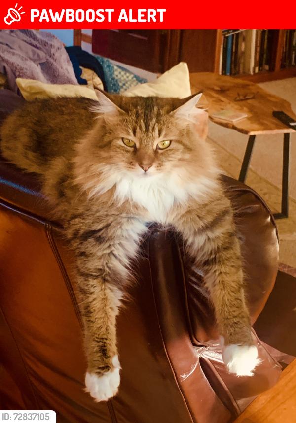 Lost Female Cat last seen Lystra Road, Booth Hill, Chatham County, NC 27517