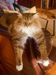 Lost Female Cat last seen Lystra Road, Booth Hill, Chatham County, NC 27517