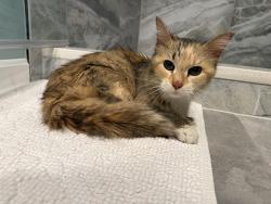Found/Stray Female Cat last seen Jonte street. 45215, Cincinnati, OH 45215