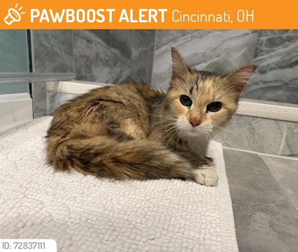 Found/Stray Female Cat last seen Jonte street. 45215, Cincinnati, OH 45215