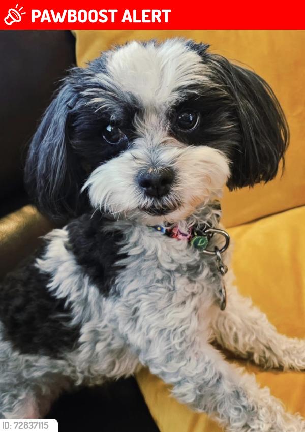 Lost Female Dog last seen Bushard&Adams, Huntington Beach, CA 92646