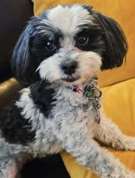 Lost Female Dog last seen Bushard&Adams, Huntington Beach, CA 92646