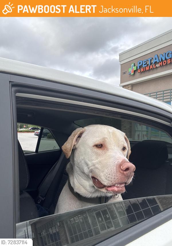 Found/Stray Male Dog last seen Collins and Old Middleburg Road, Jacksonville, FL 32222