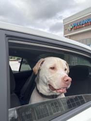 Found/Stray Male Dog last seen Collins and Old Middleburg Road, Jacksonville, FL 32222