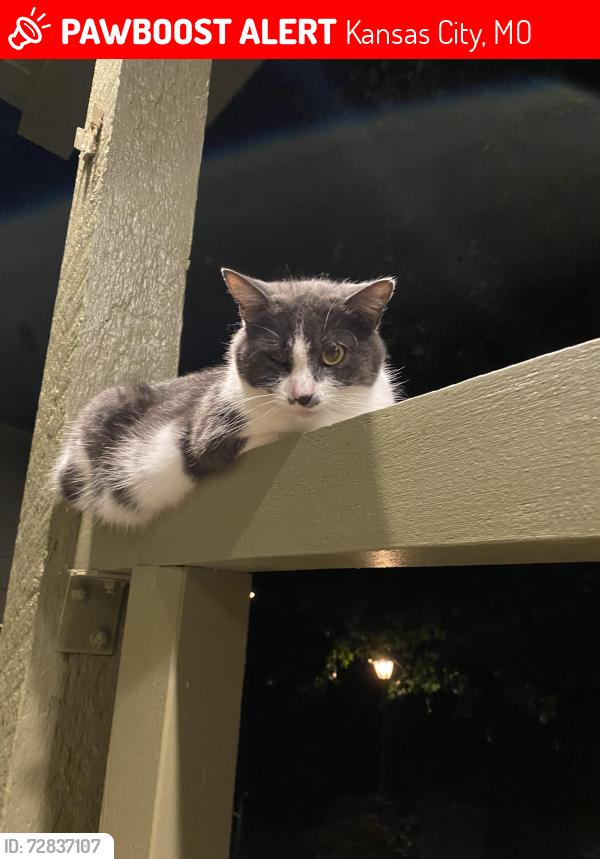 Lost Female Cat last seen Cherry street, Kansas City, MO 64108
