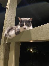 Lost Female Cat last seen Cherry street, Kansas City, MO 64108