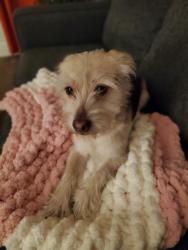 Reunited Male Dog last seen Holloway and Chester , Durham, NC 27704
