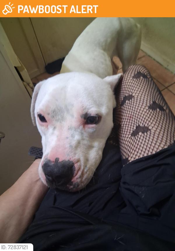 Found/Stray Male Dog last seen Cambridge and Mary kay, White Settlement, TX 76108