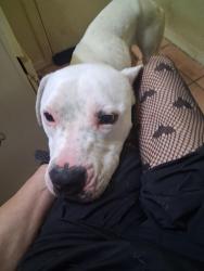 Found/Stray Male Dog last seen Cambridge and Mary kay, White Settlement, TX 76108