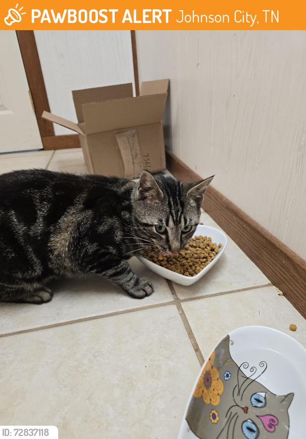 Found/Stray Male Cat last seen Iglesia El Shaddai, Johnson City, TN 37601