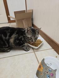 Found/Stray Male Cat last seen Iglesia El Shaddai, Johnson City, TN 37601