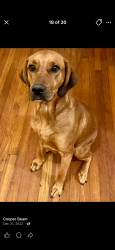 Lost Female Dog last seen West Mobile public library and metal of honor park, Mobile, AL 36609