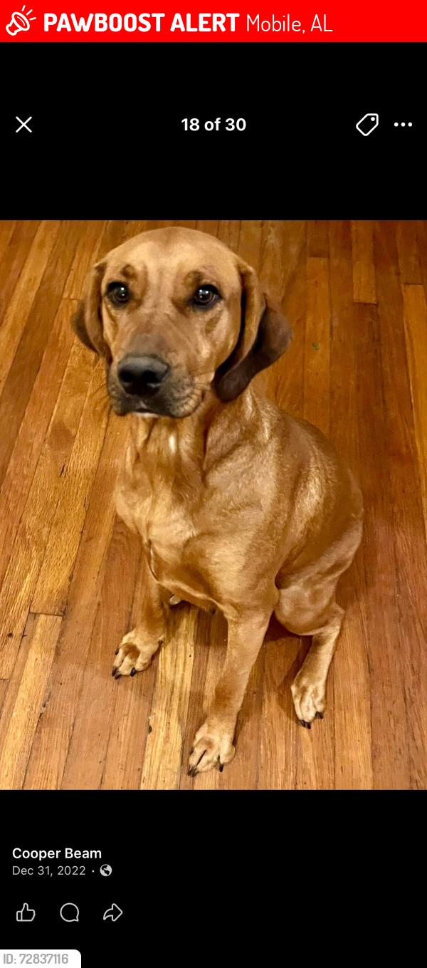 Lost Female Dog last seen West Mobile public library and metal of honor park, Mobile, AL 36609