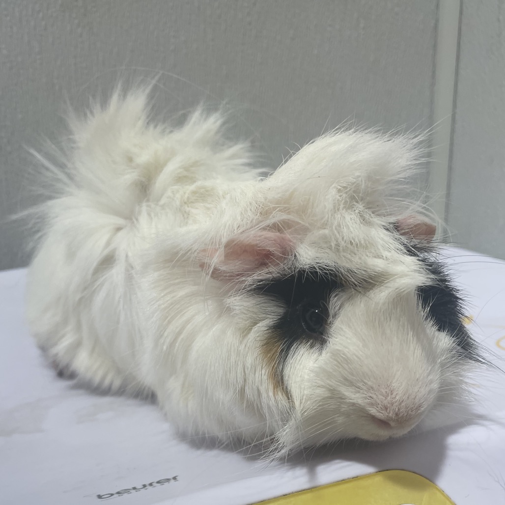 Shelter Stray Male Other last seen , 3607 N Armenia Ave, Tampa, FL 33607, USA