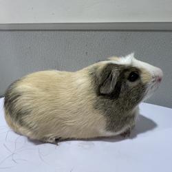 Shelter Stray Male Other last seen , 3607 N Armenia Ave, Tampa, FL 33607, USA