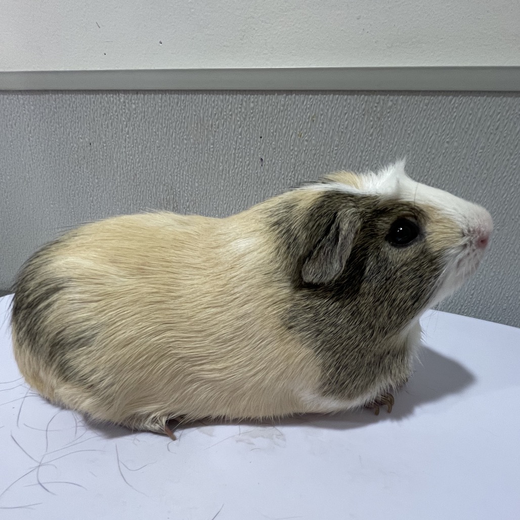 Shelter Stray Male Other last seen , 3607 N Armenia Ave, Tampa, FL 33607, USA
