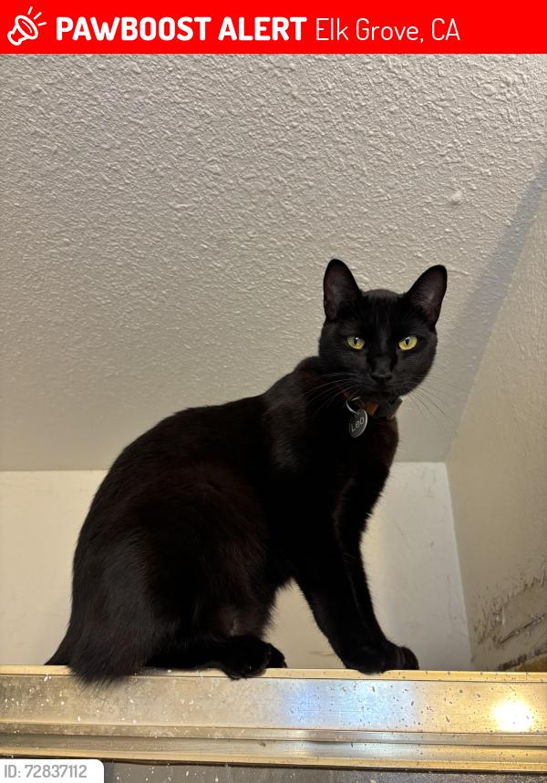 Lost Male Cat last seen Chianti Way and Waterman Rd, Elk Grove, CA 95624
