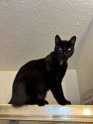 Lost Male Cat last seen Chianti Way and Waterman Rd, Elk Grove, CA 95624