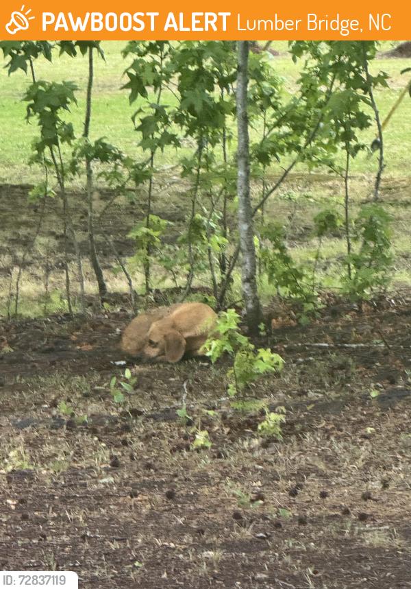 Found/Stray Male Dog last seen down the road from the Dollar general on arabia road , Lumber Bridge, NC 28357