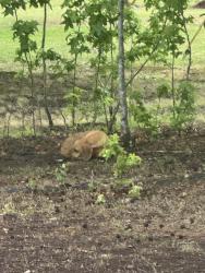 Found/Stray Male Dog last seen down the road from the Dollar general on arabia road , Lumber Bridge, NC 28357