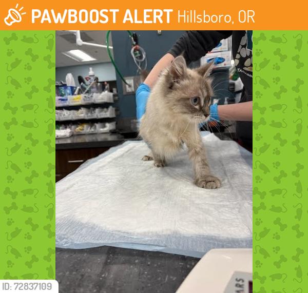 Found/Stray Female Cat last seen Near East Main St. Hillsboro, OR 97123, Hillsboro, OR 97123