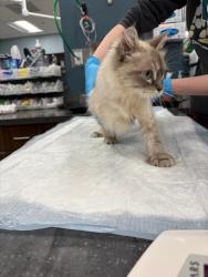 Found/Stray Female Cat last seen Near East Main St. Hillsboro, OR 97123, Hillsboro, OR 97123