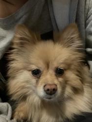 Lost Female Dog last seen Bonanza and Maryland , Las Vegas, NV 89101