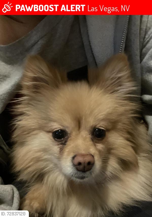 Lost Female Dog last seen Bonanza and Maryland , Las Vegas, NV 89101
