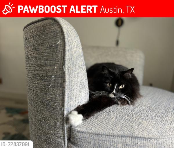 Lost Female Cat last seen Big country neighborhood , Austin, TX 78737