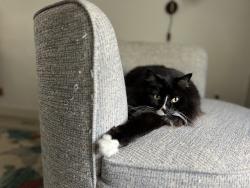 Lost Female Cat last seen Big country neighborhood , Austin, TX 78737