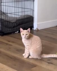 Lost Female Cat last seen Arroyo Ave & Arroyo park drive, Pomona, CA 91768