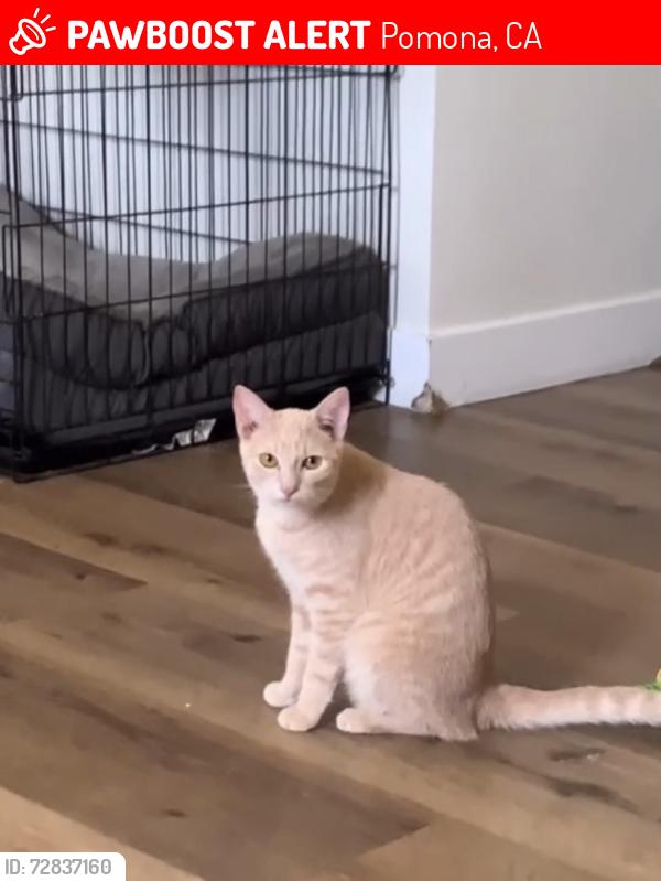 Lost Female Cat last seen Arroyo Ave & Arroyo park drive, Pomona, CA 91768