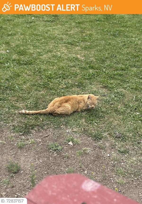 Found/Stray Male Cat last seen Teglia's Paradise Park Activity Center, Sparks, NV 89431