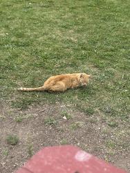 Found/Stray Male Cat last seen Teglia's Paradise Park Activity Center, Sparks, NV 89431