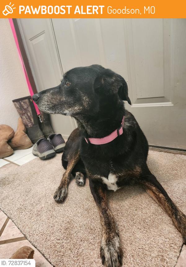 Found/Stray Male Dog last seen Near and HH, Goodson, MO 65663