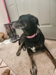Found/Stray Male Dog last seen Near and HH, Goodson, MO 65663