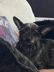 Found/Stray Male Dog last seen 55th Ave./Happy Valley, Phoenix, AZ 85083