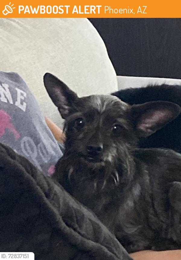 Found/Stray Male Dog last seen 55th Ave./Happy Valley, Phoenix, AZ 85083
