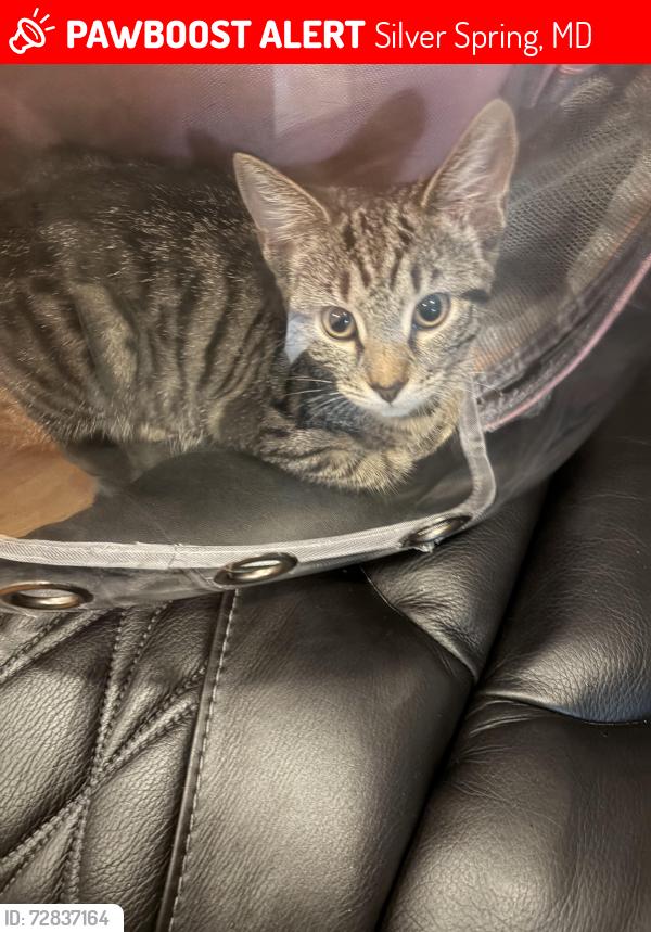 Lost Female Cat last seen 11th Ave , Silver Spring, MD 20903