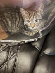 Lost Female Cat last seen 11th Ave , Silver Spring, MD 20903