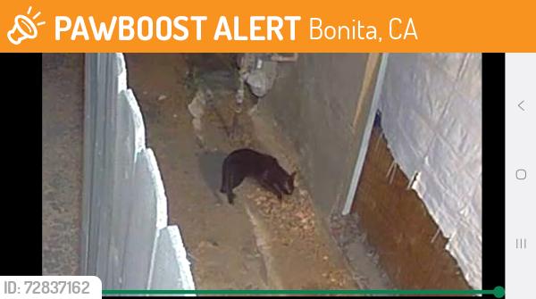 Found/Stray Unknown Cat last seen Sunnyside Elementary , Bonita, CA 91902