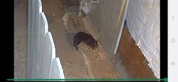 Found/Stray Unknown Cat last seen Sunnyside Elementary , Bonita, CA 91902