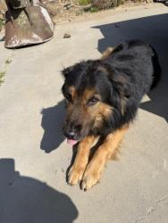 Found/Stray Male Dog last seen 11th and Montgomery , Nuevo, CA 92567