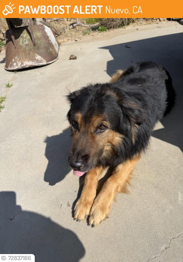 Found/Stray Male Dog last seen 11th and Montgomery , Nuevo, CA 92567